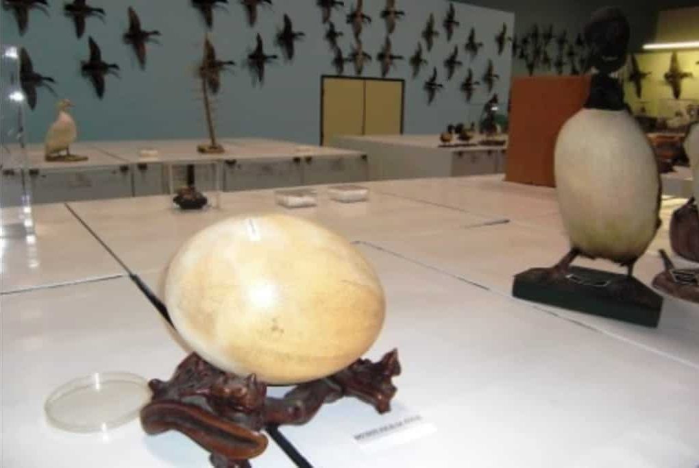 CamBirdMuseum55 Rosie taxi cab open 24/7 provides airport transportation to and from any airport